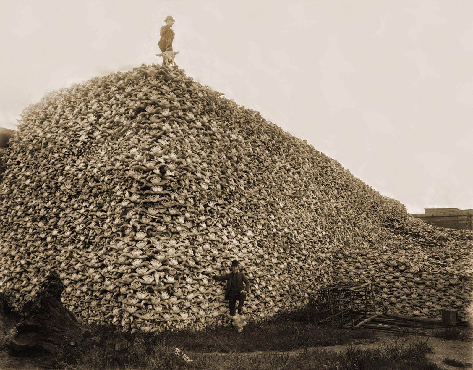 A mountain of buffalo skulls